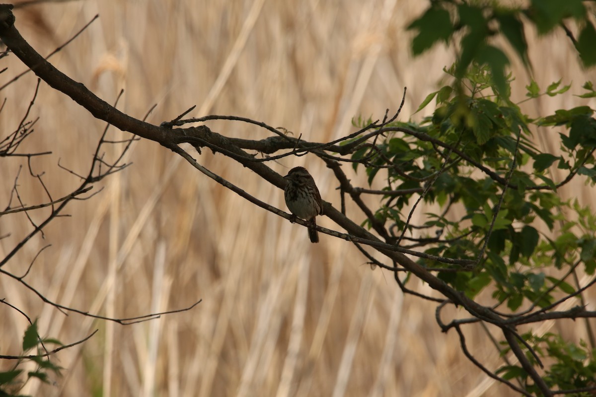 Song Sparrow - ML643894347