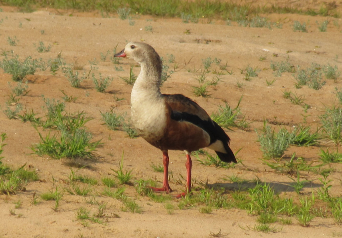 Orinoco Goose - ML643894351