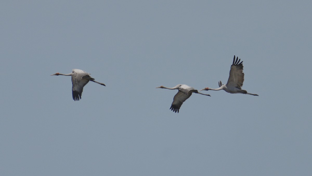 Brolga - ML643894352