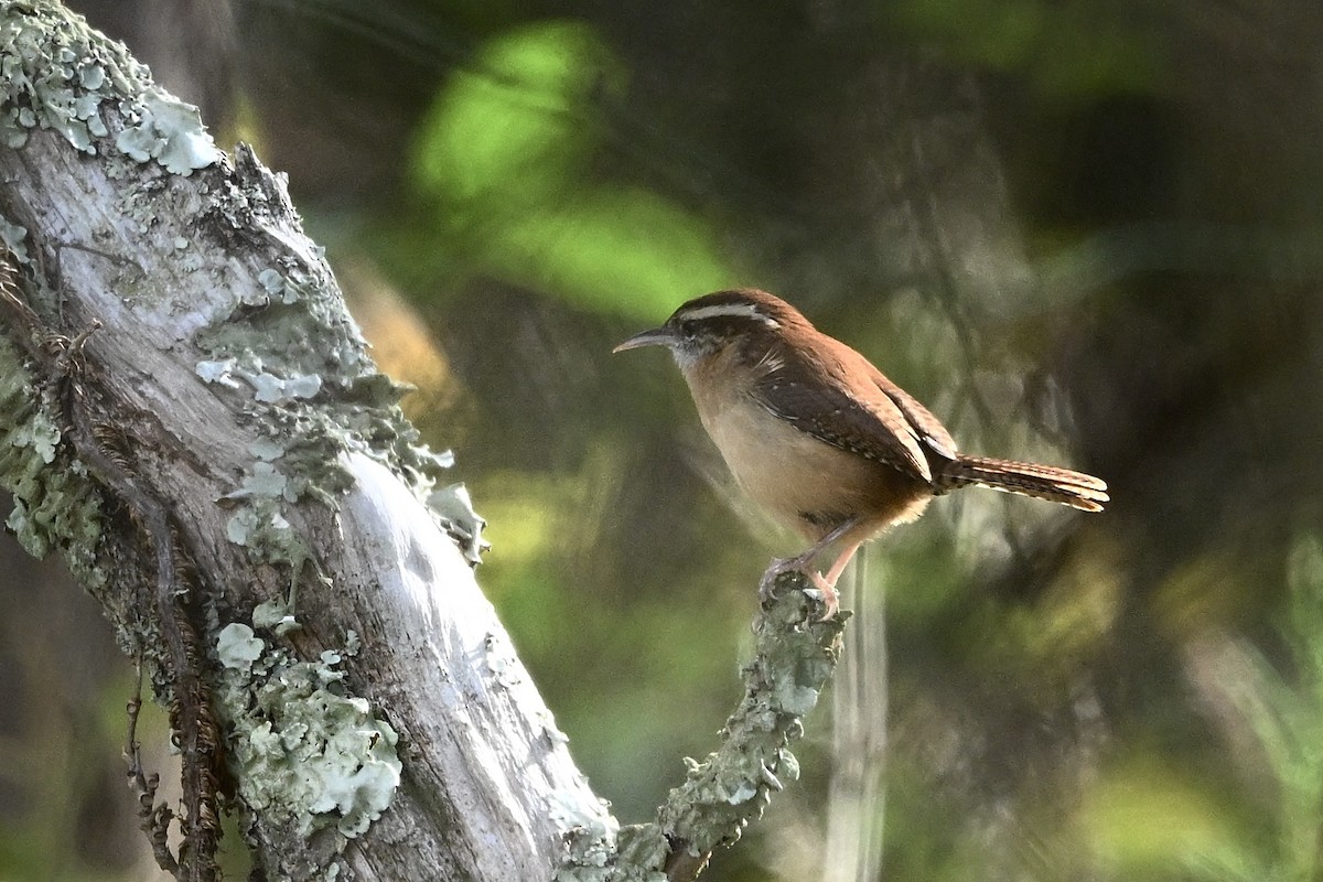Carolina Wren - ML643894357