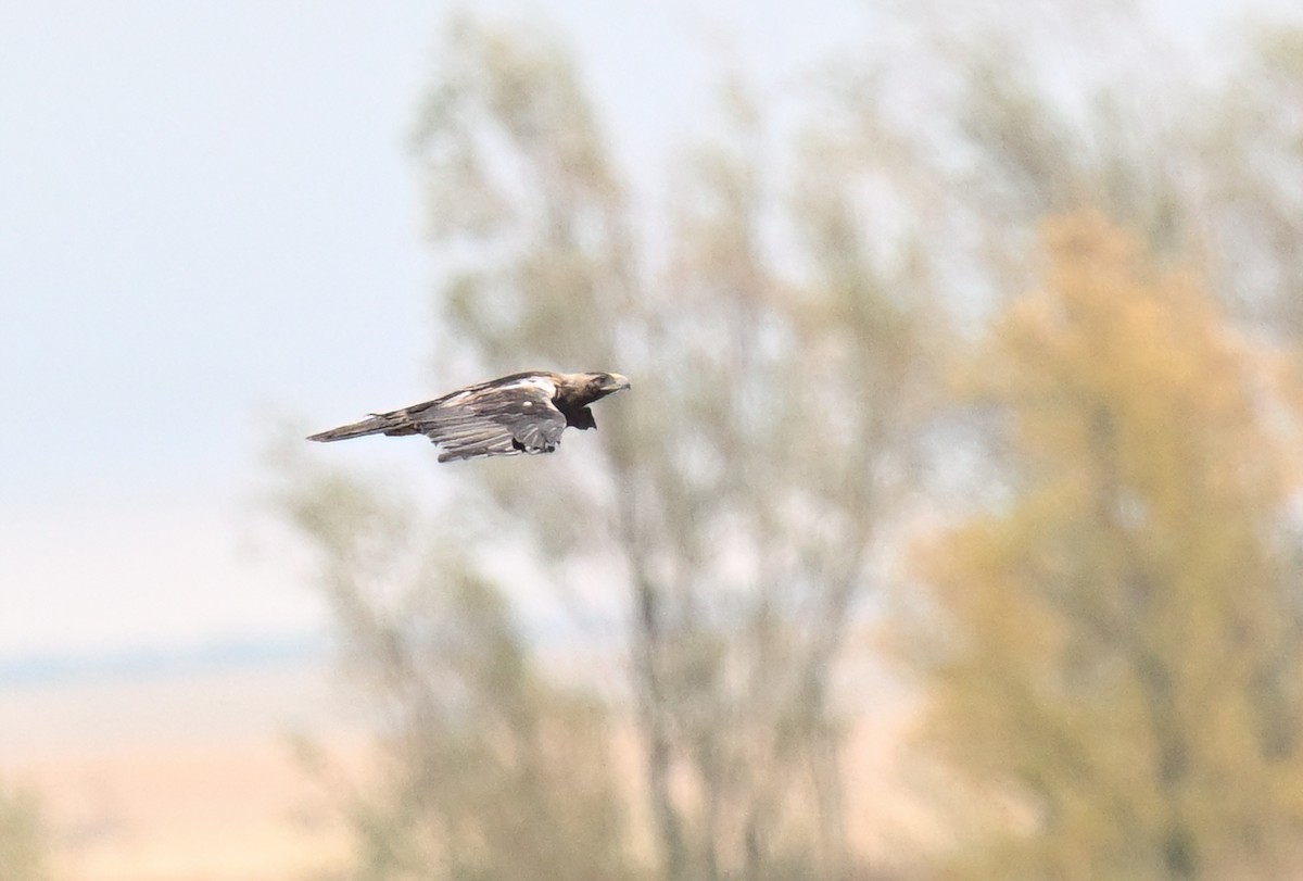 Spanish Eagle - ML643894358