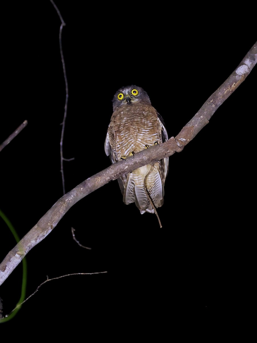 Хальмахерская иглоногая сова - ML643894361