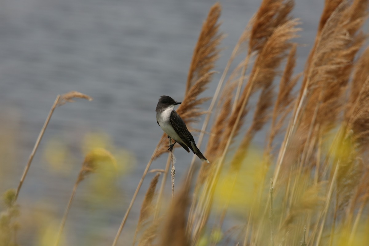 Eastern Kingbird - ML643894370