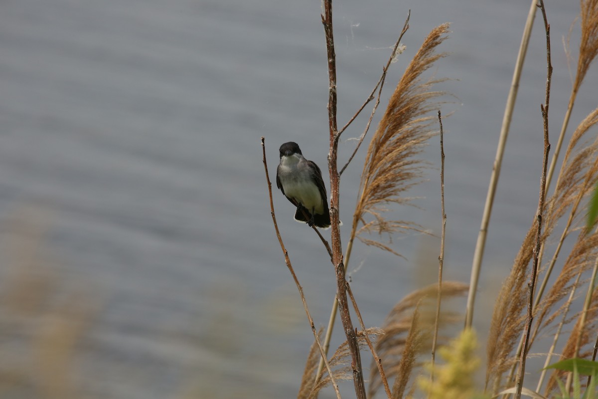 Eastern Kingbird - ML643894371