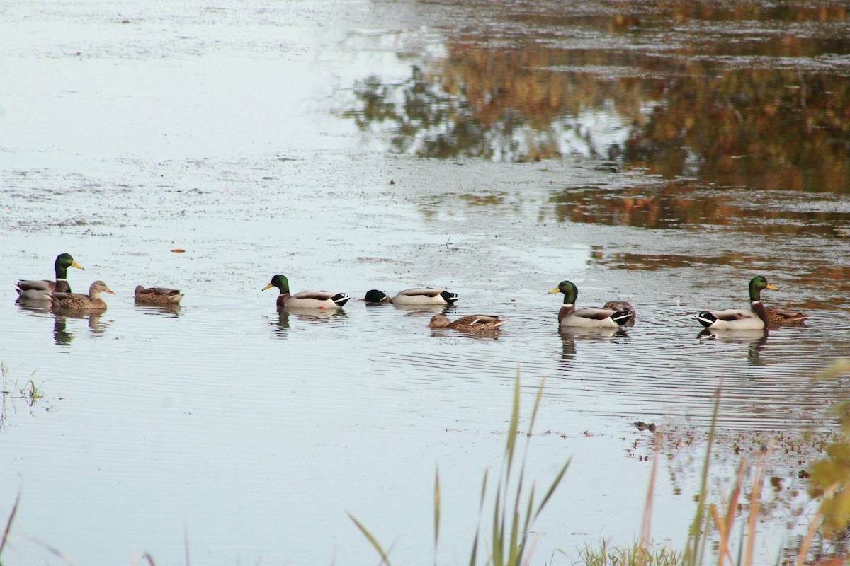 Canard colvert - ML643894379