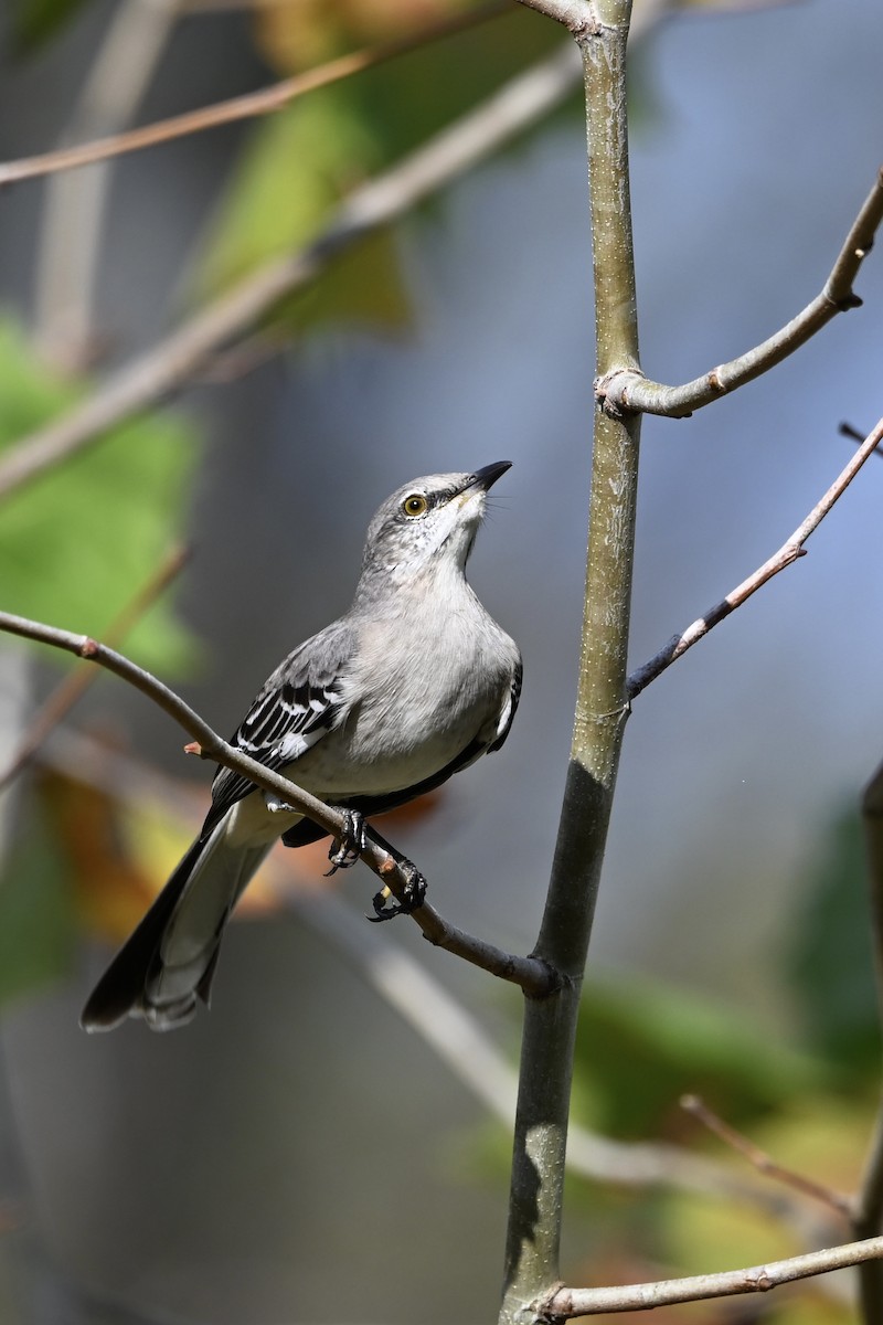 Northern Mockingbird - ML643894380