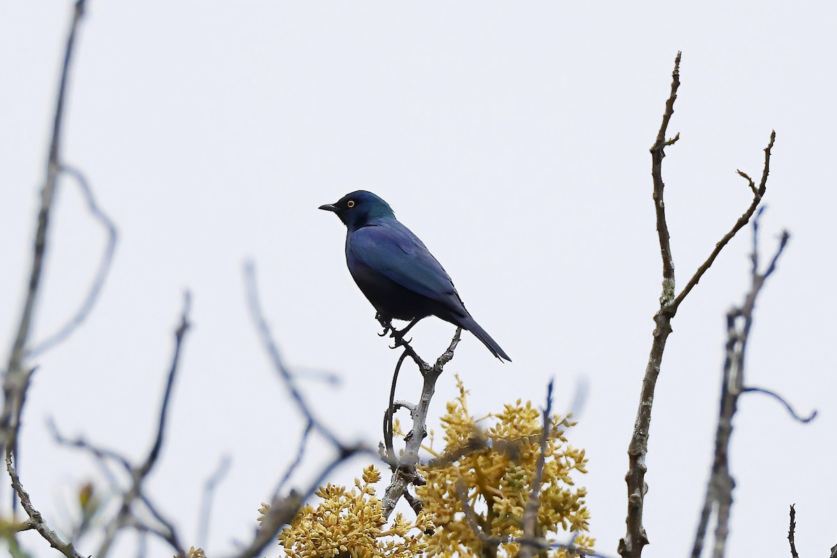 Black-bellied Starling - ML643894382