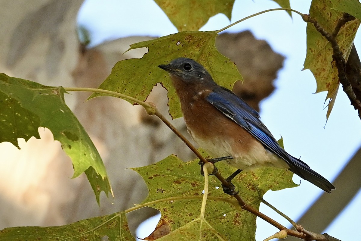 Eastern Bluebird - ML643894389