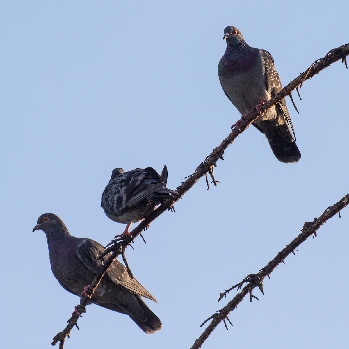 Rock Pigeon (Feral Pigeon) - ML643894402