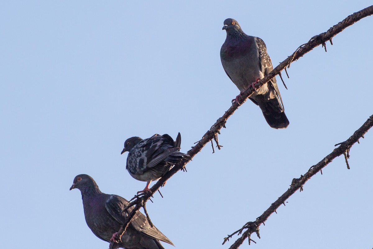 Rock Pigeon (Feral Pigeon) - ML643894403
