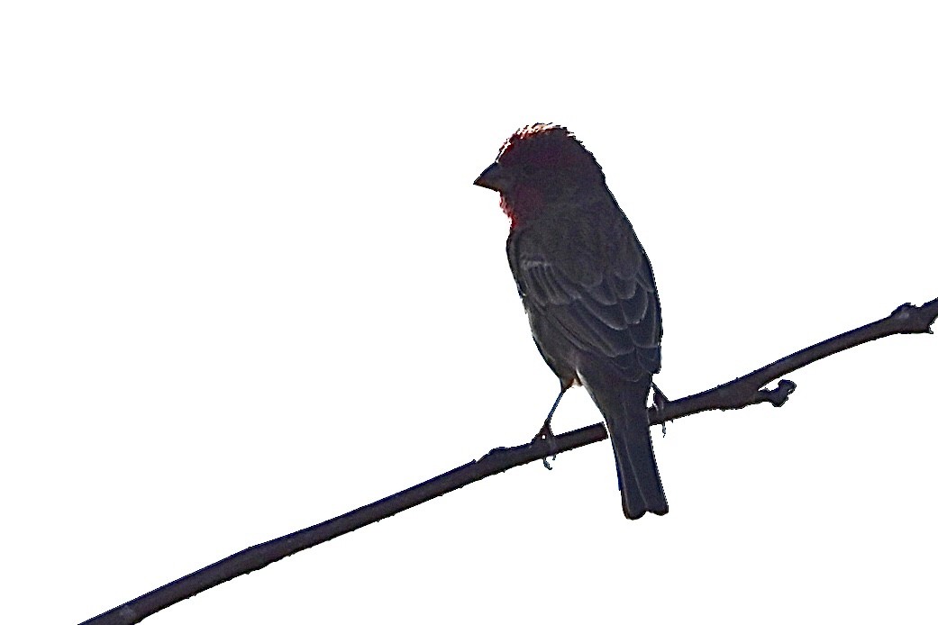 House Finch - ML643894404