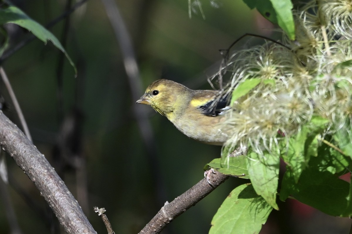 American Goldfinch - ML643894413