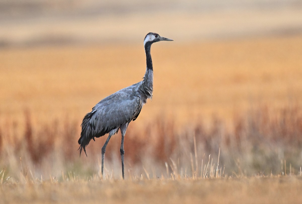 Common Crane - ML643894423