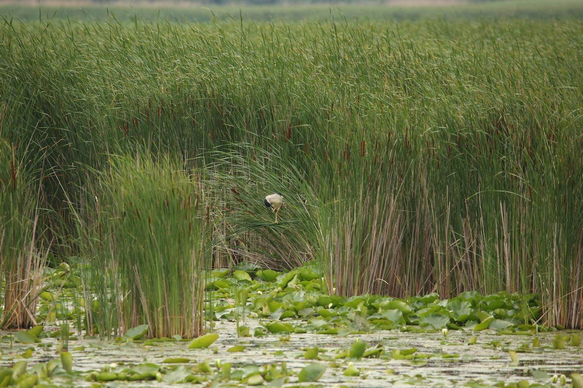 Black-crowned Night Heron - ML643894424