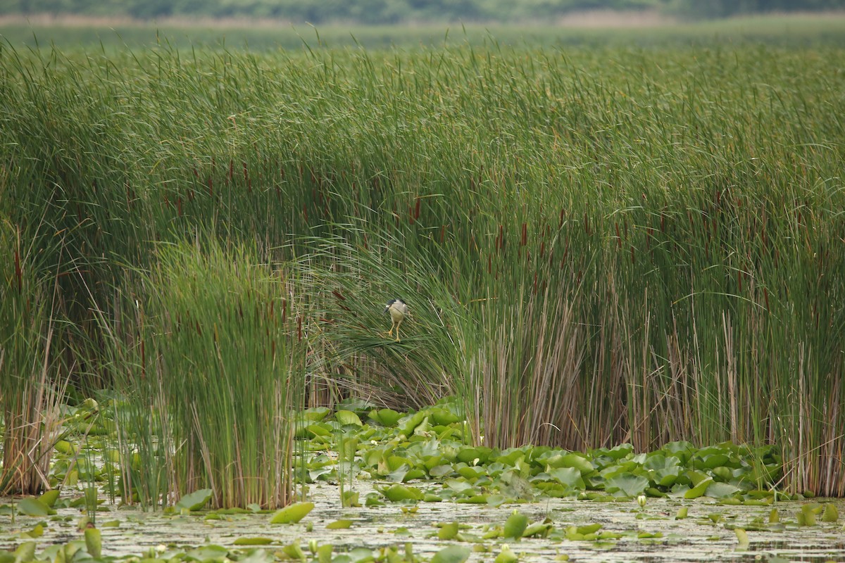 Black-crowned Night Heron - ML643894425