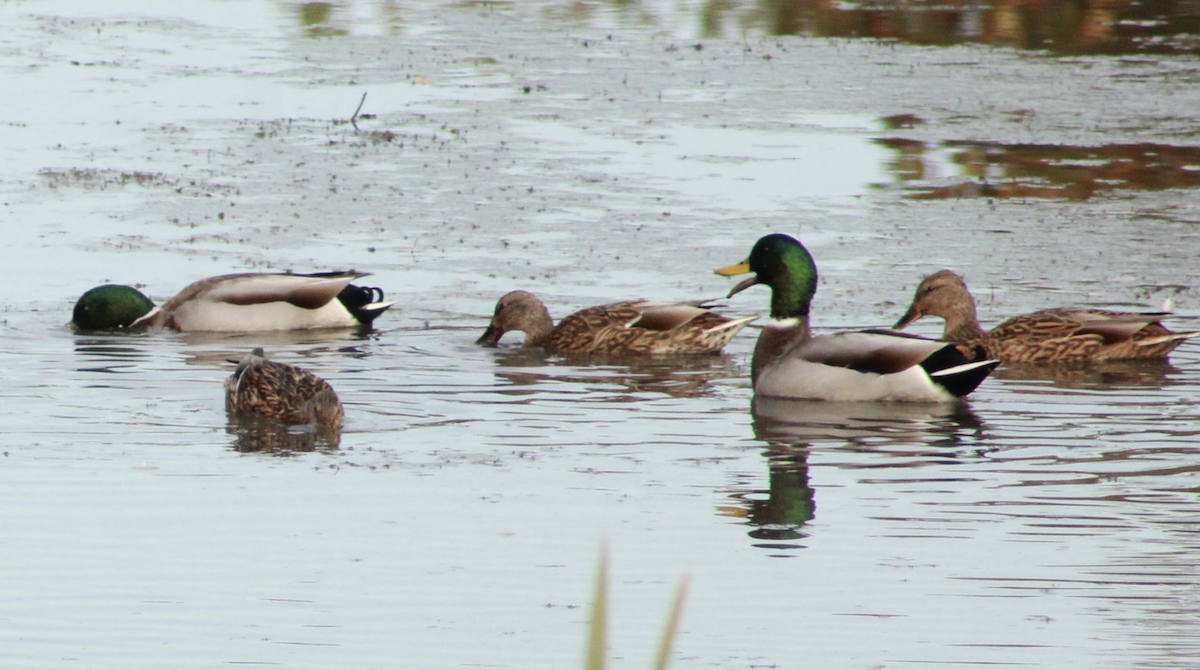 Canard colvert - ML643894426