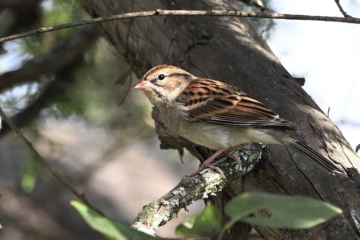 Chipping Sparrow - ML643894427