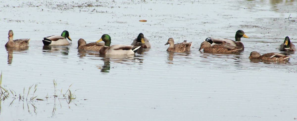 Canard colvert - ML643894428