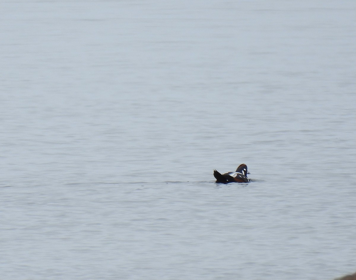 Harlequin Duck - ML643894429