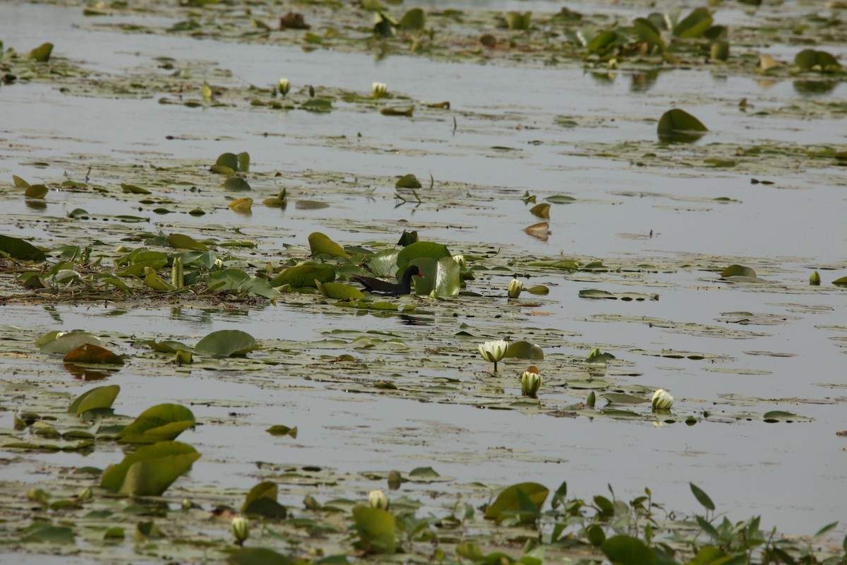 Common Gallinule - ML643894431
