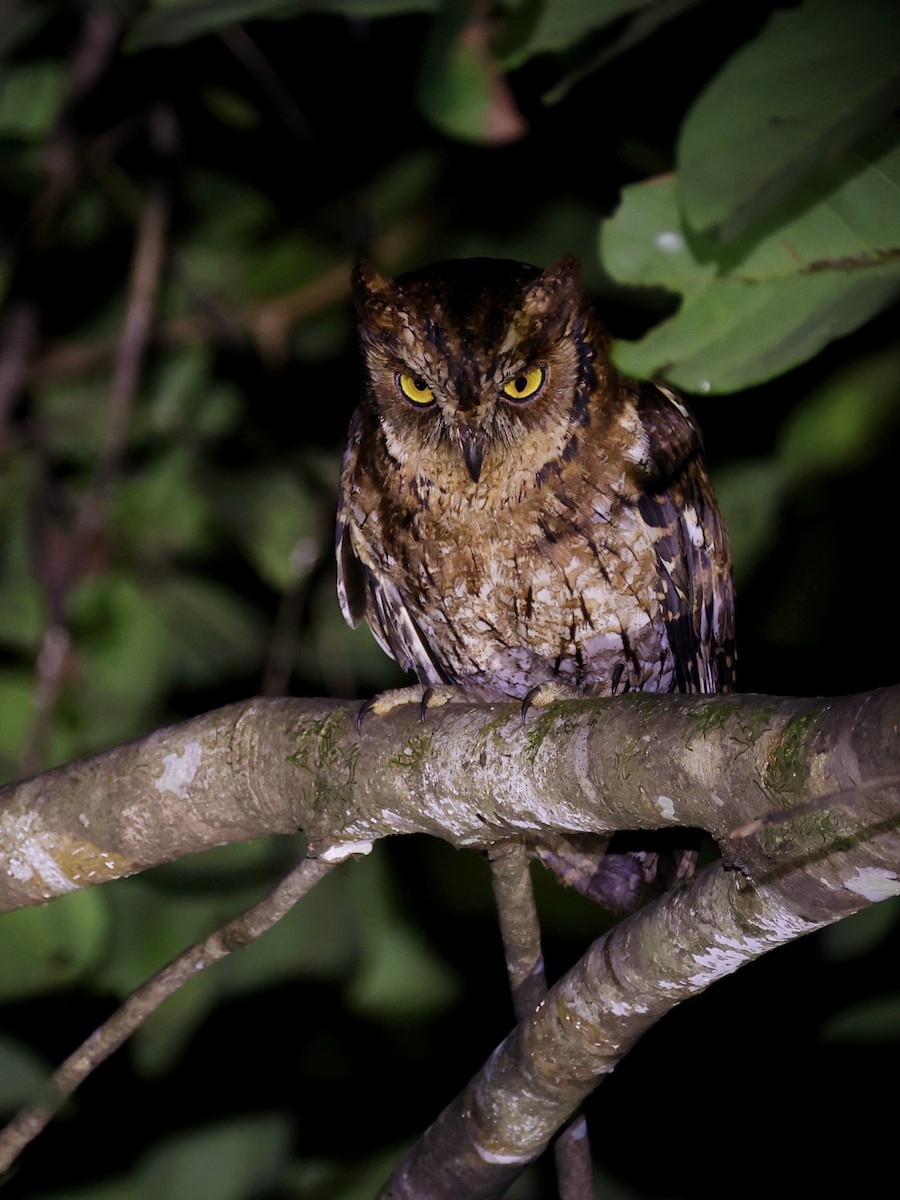 Moluccan Scops-Owl - ML643894434