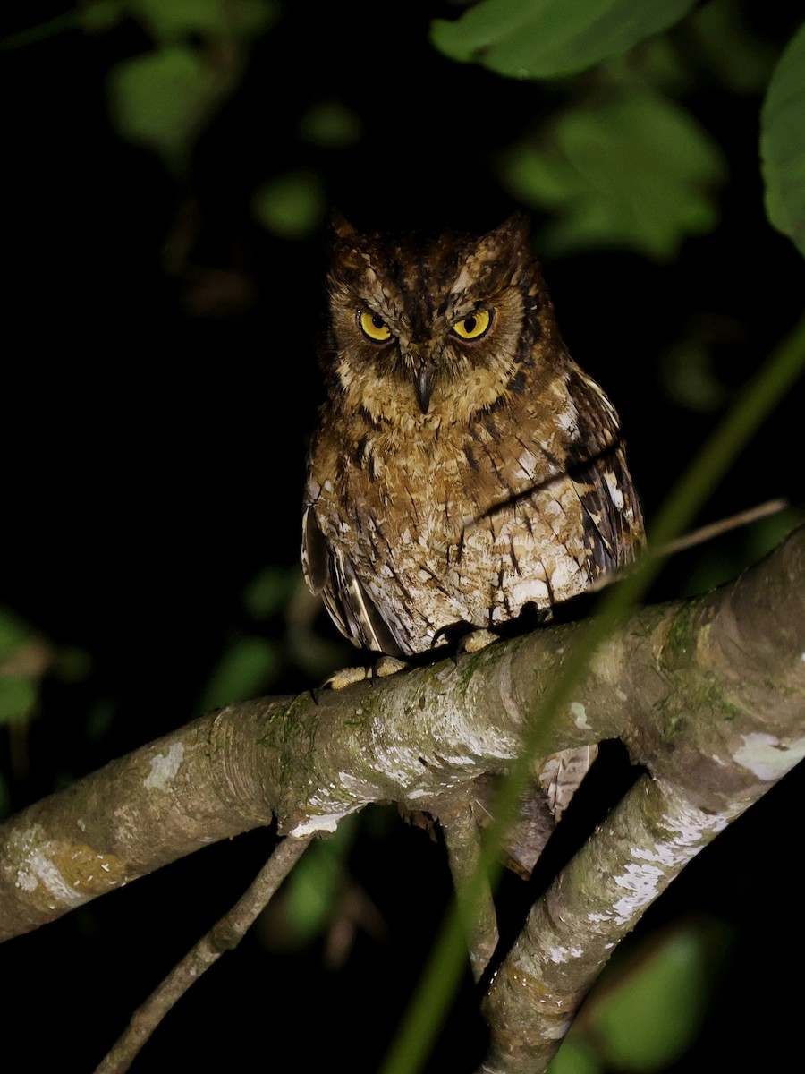 Moluccan Scops-Owl - ML643894435