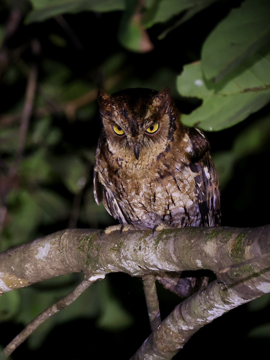 Moluccan Scops-Owl - ML643894436
