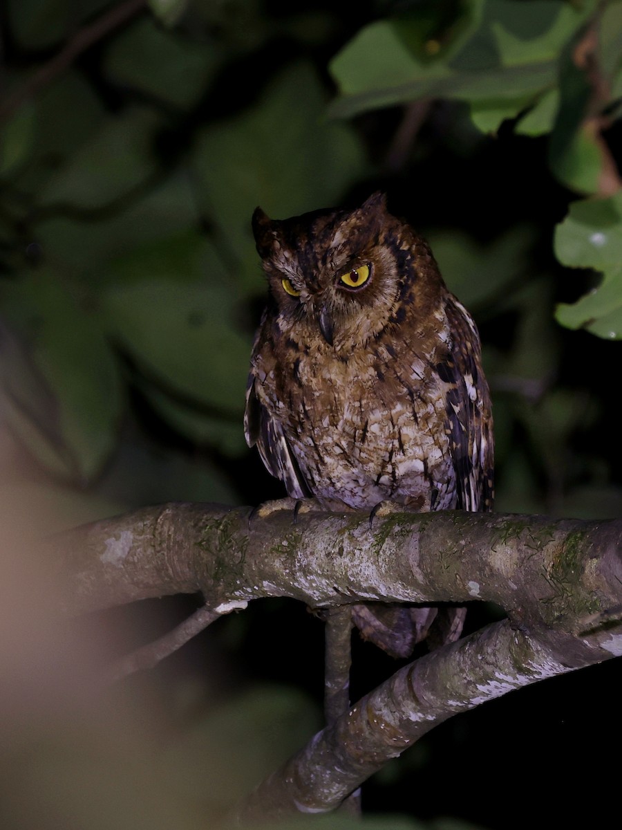 Moluccan Scops-Owl - ML643894437
