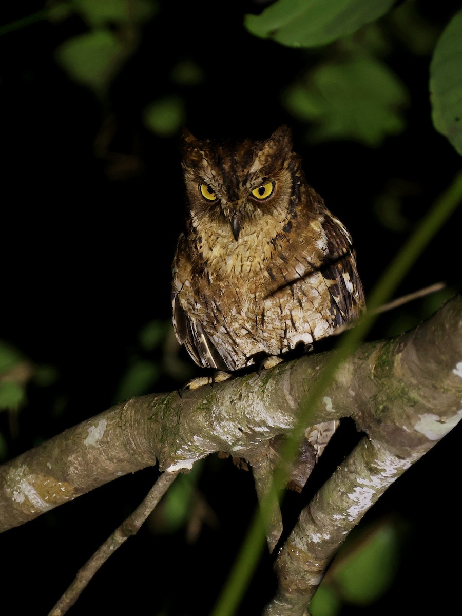 Moluccan Scops-Owl - ML643894438