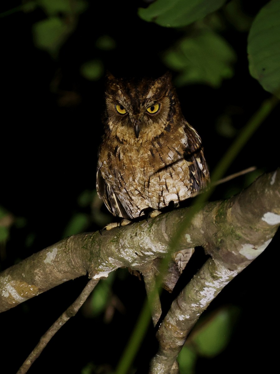 Moluccan Scops-Owl - ML643894439