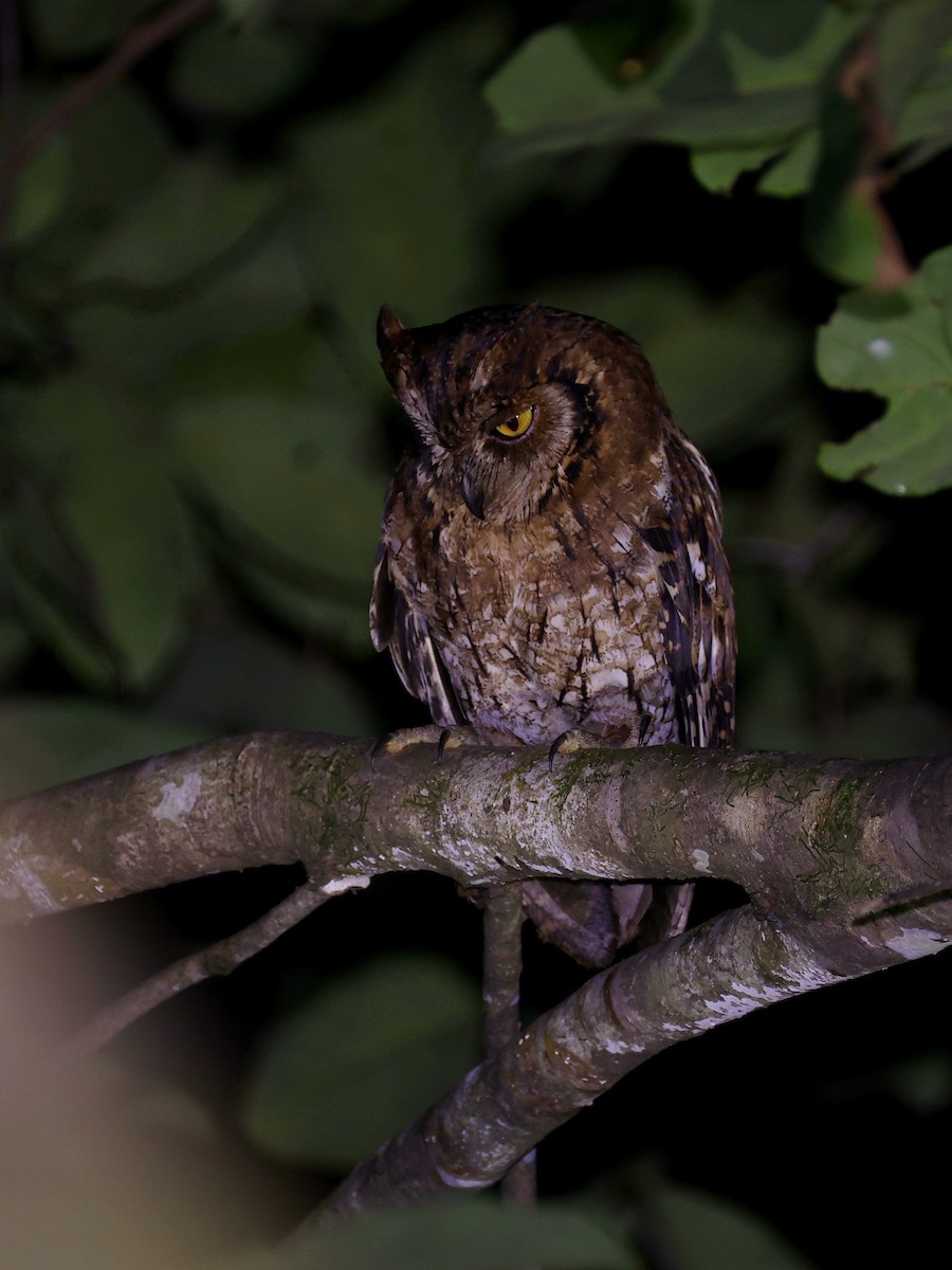 Moluccan Scops-Owl - ML643894440