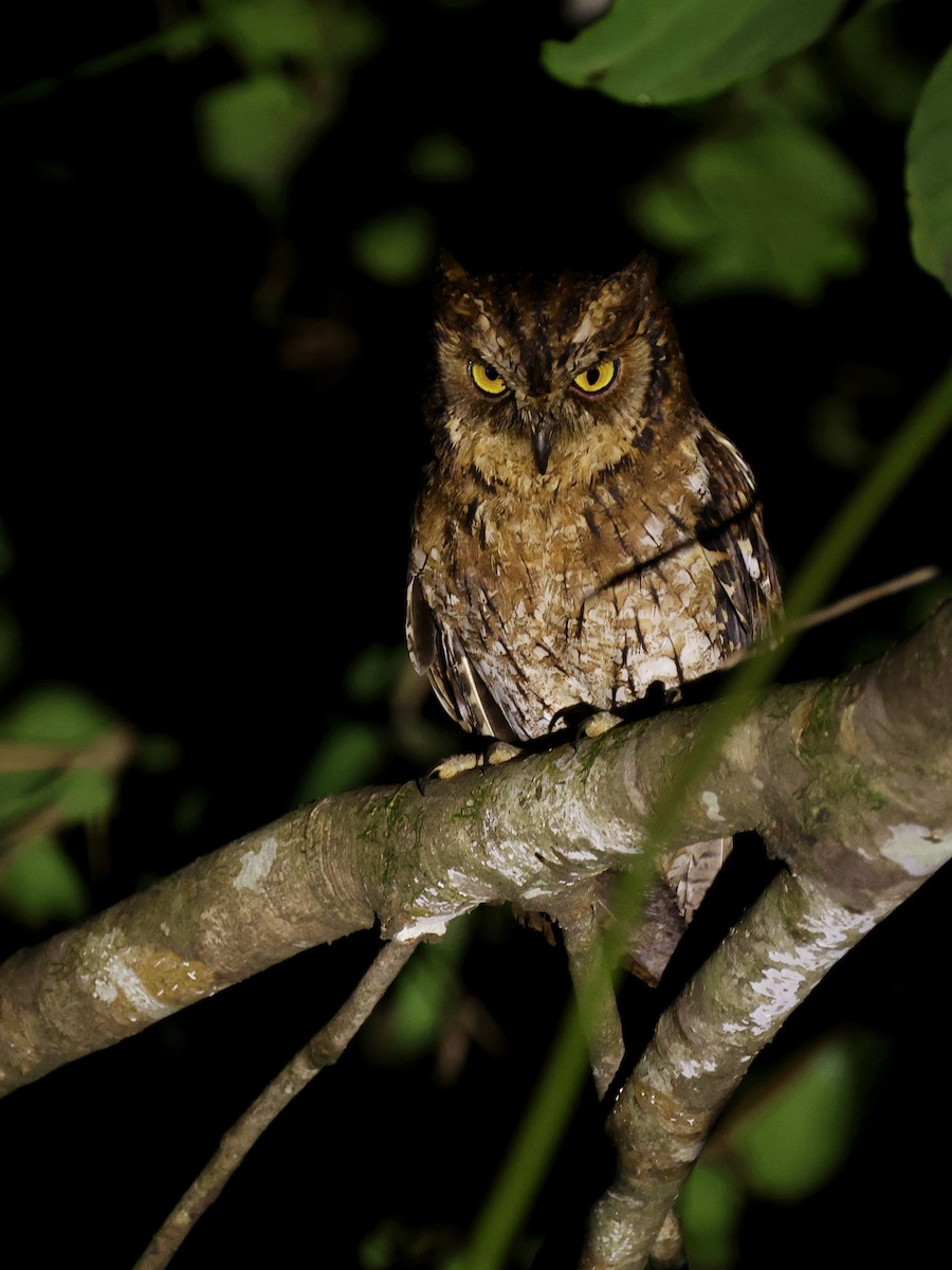 Moluccan Scops-Owl - ML643894441