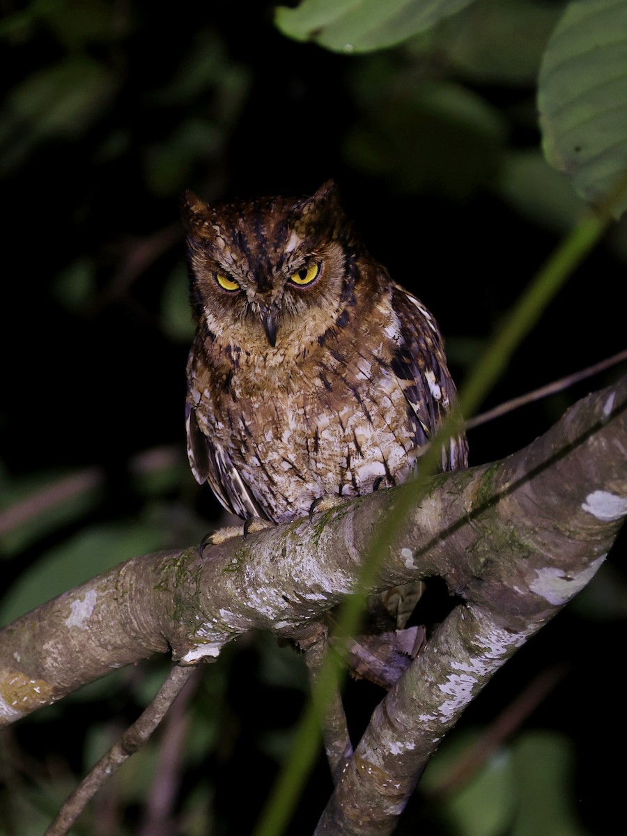 Moluccan Scops-Owl - ML643894442