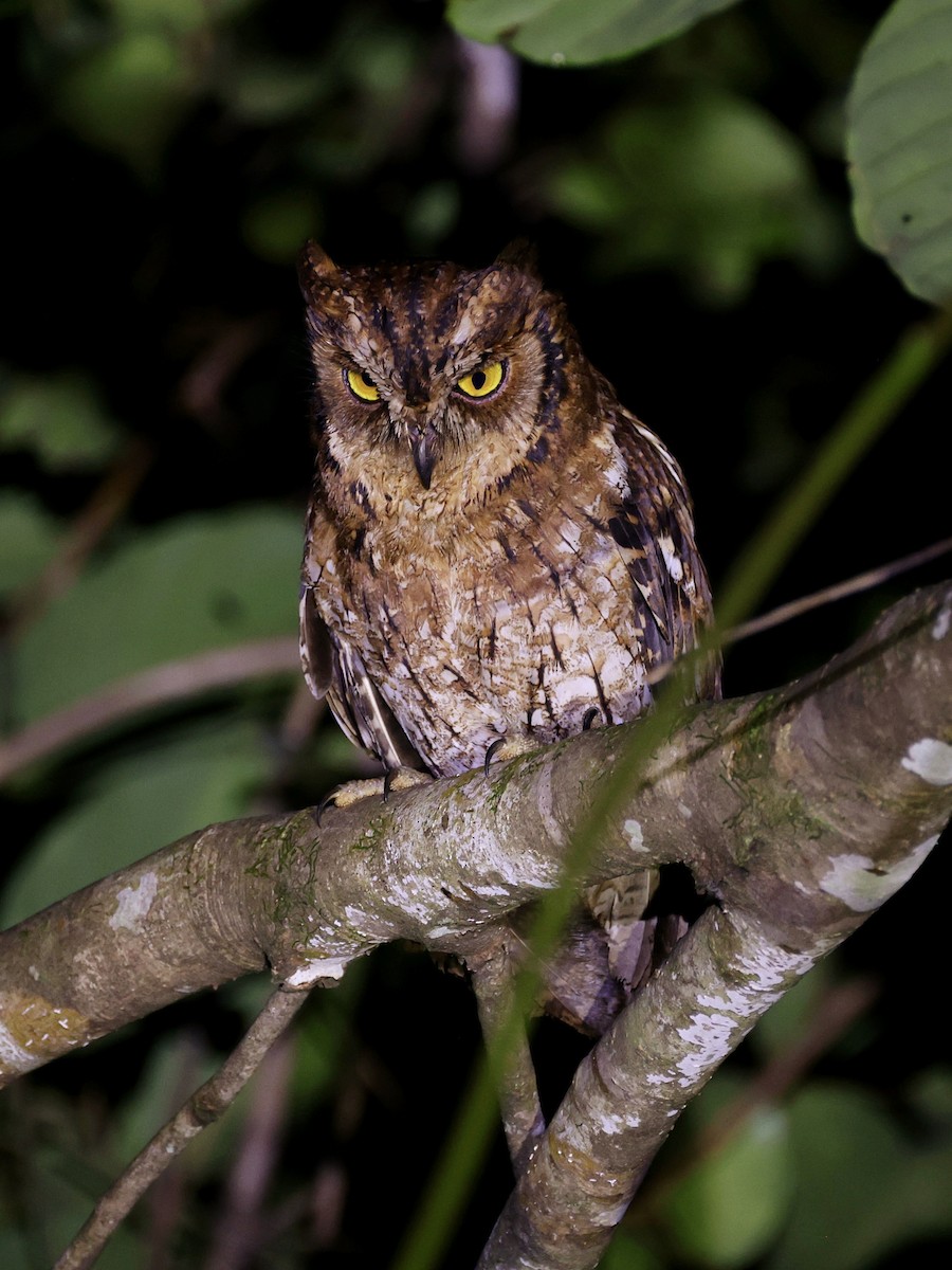 Moluccan Scops-Owl - ML643894443