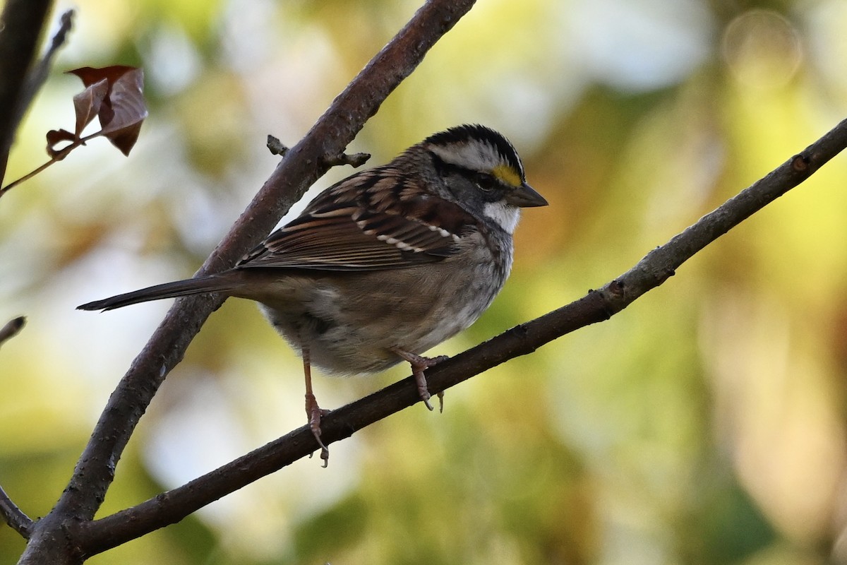 White-throated Sparrow - ML643894446