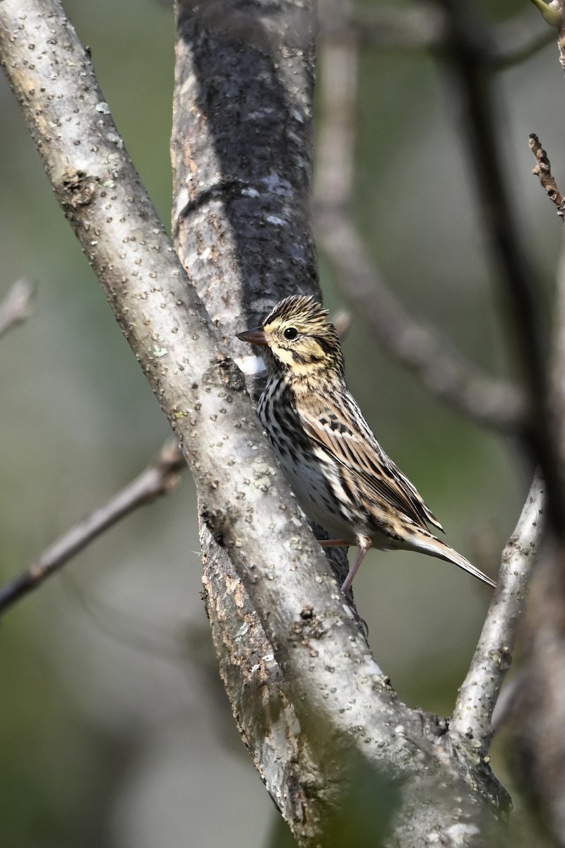 Savannah Sparrow - ML643894450