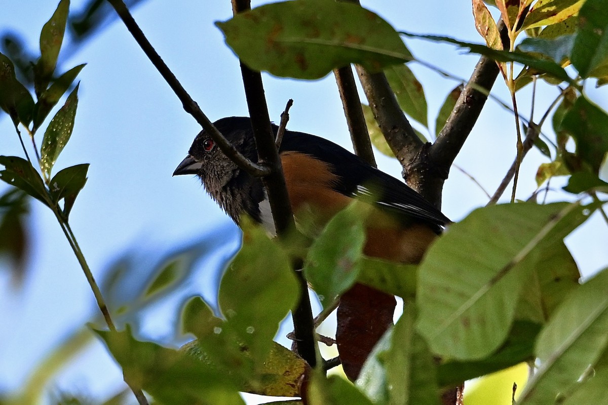 Eastern Towhee - ML643894461