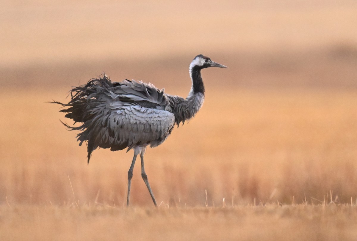 Common Crane - ML643894463