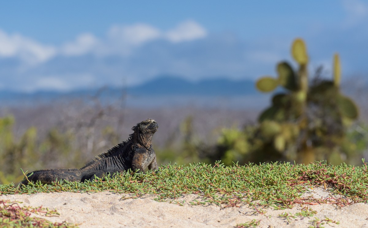 Santa Cruz Marine Iguana - ML643894464