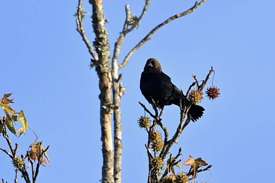 Brown-headed Cowbird - ML643894467