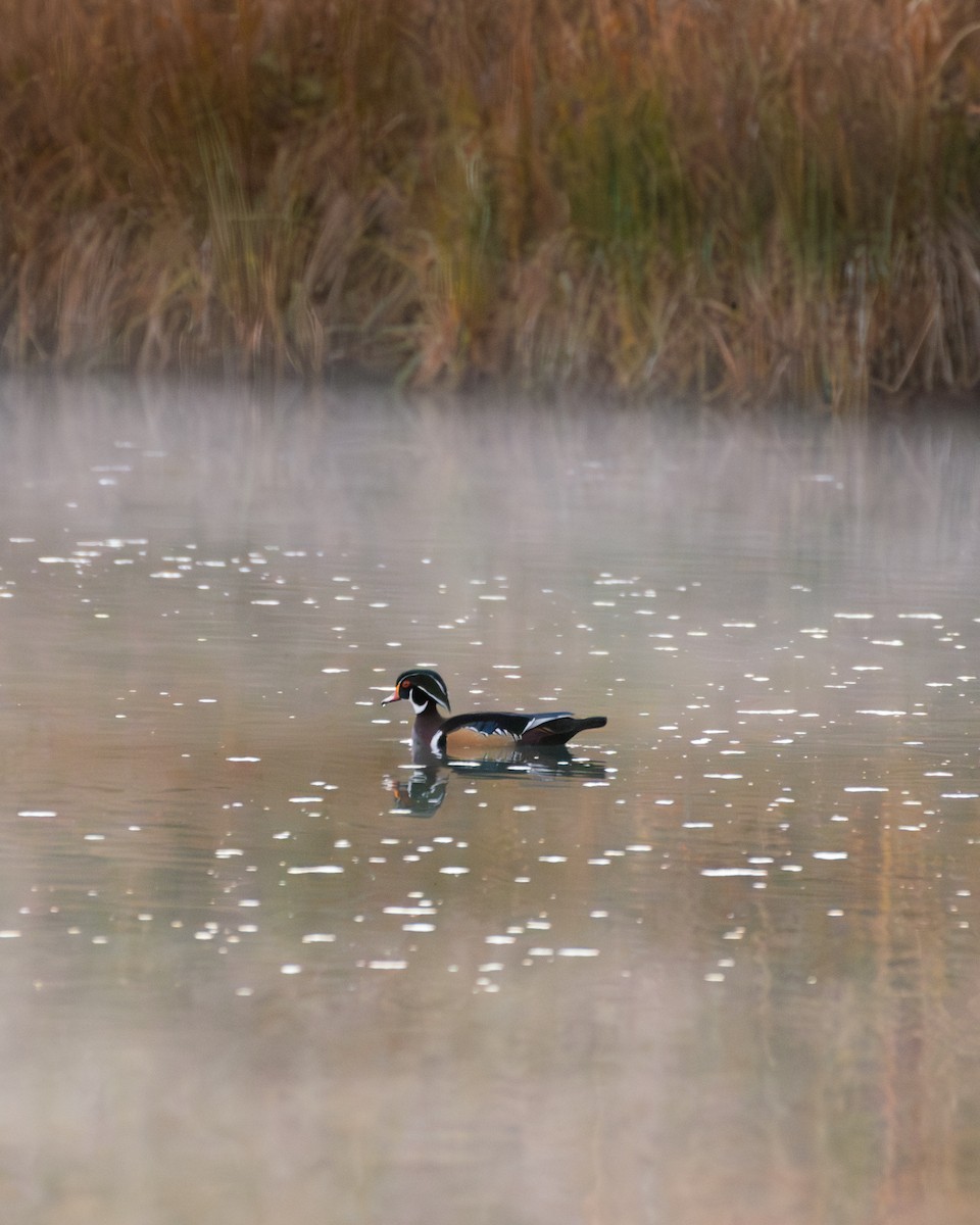Wood Duck - ML643894468