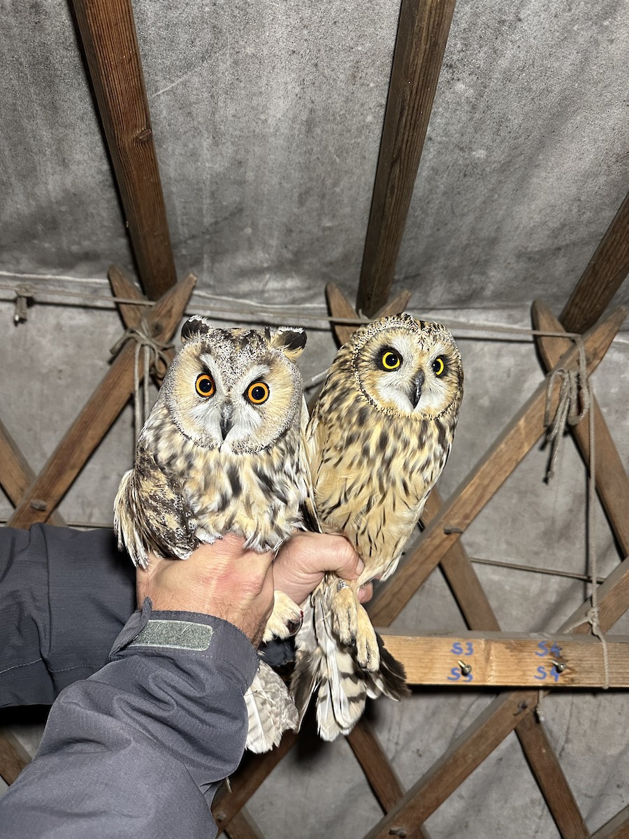 Short-eared Owl - ML643894469