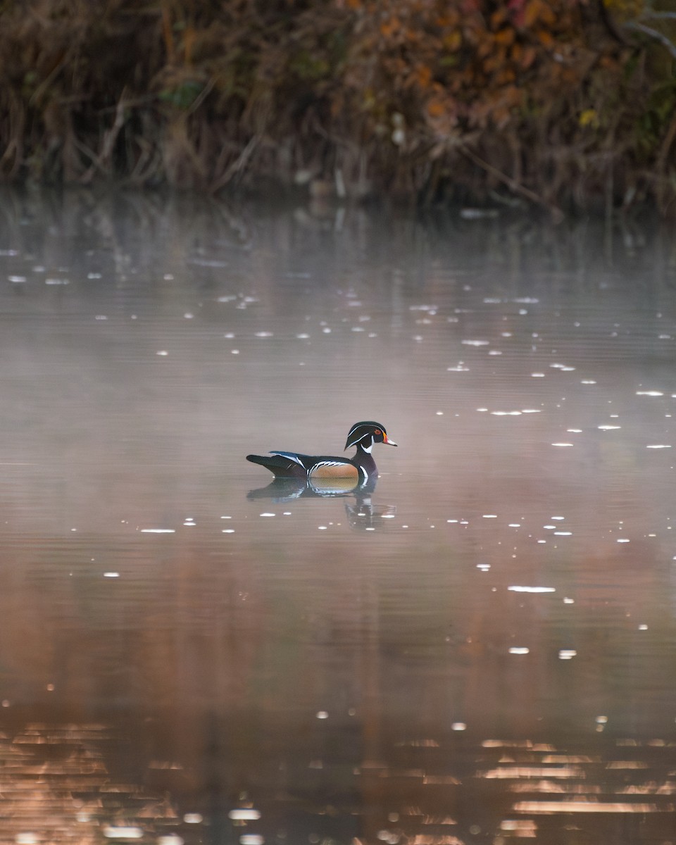Wood Duck - ML643894470