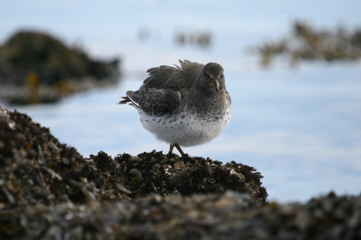 Surfbird - ML643894471