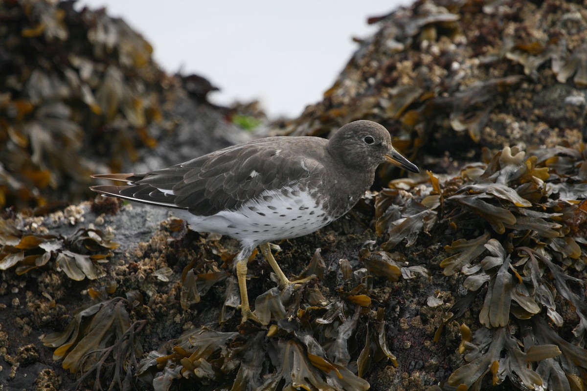 Surfbird - ML643894473