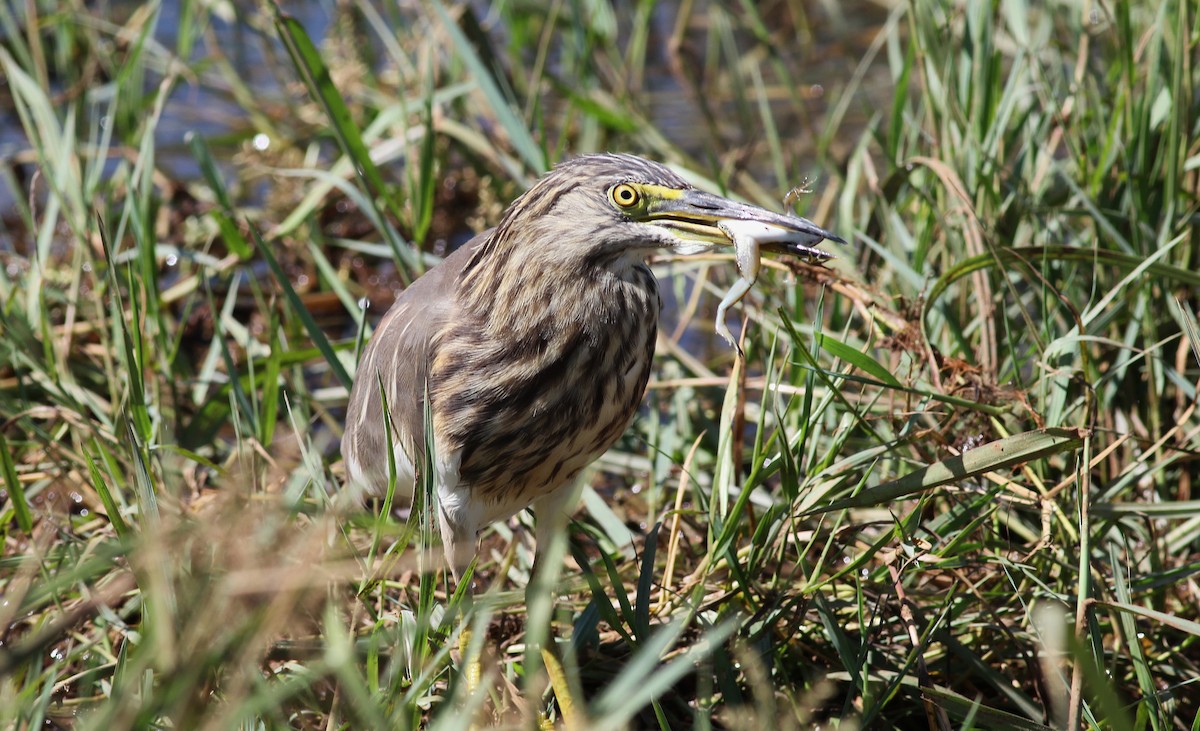 Indian Pond-Heron - ML643894474