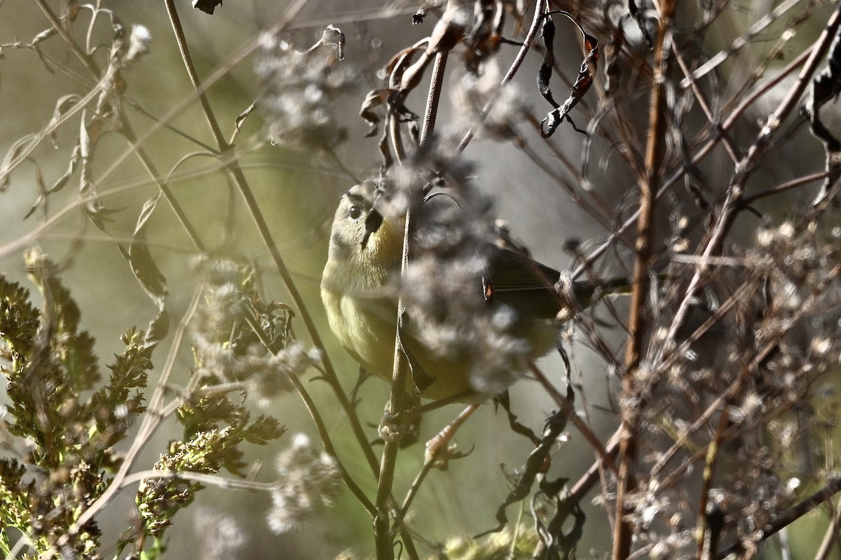 Orange-crowned Warbler - ML643894476