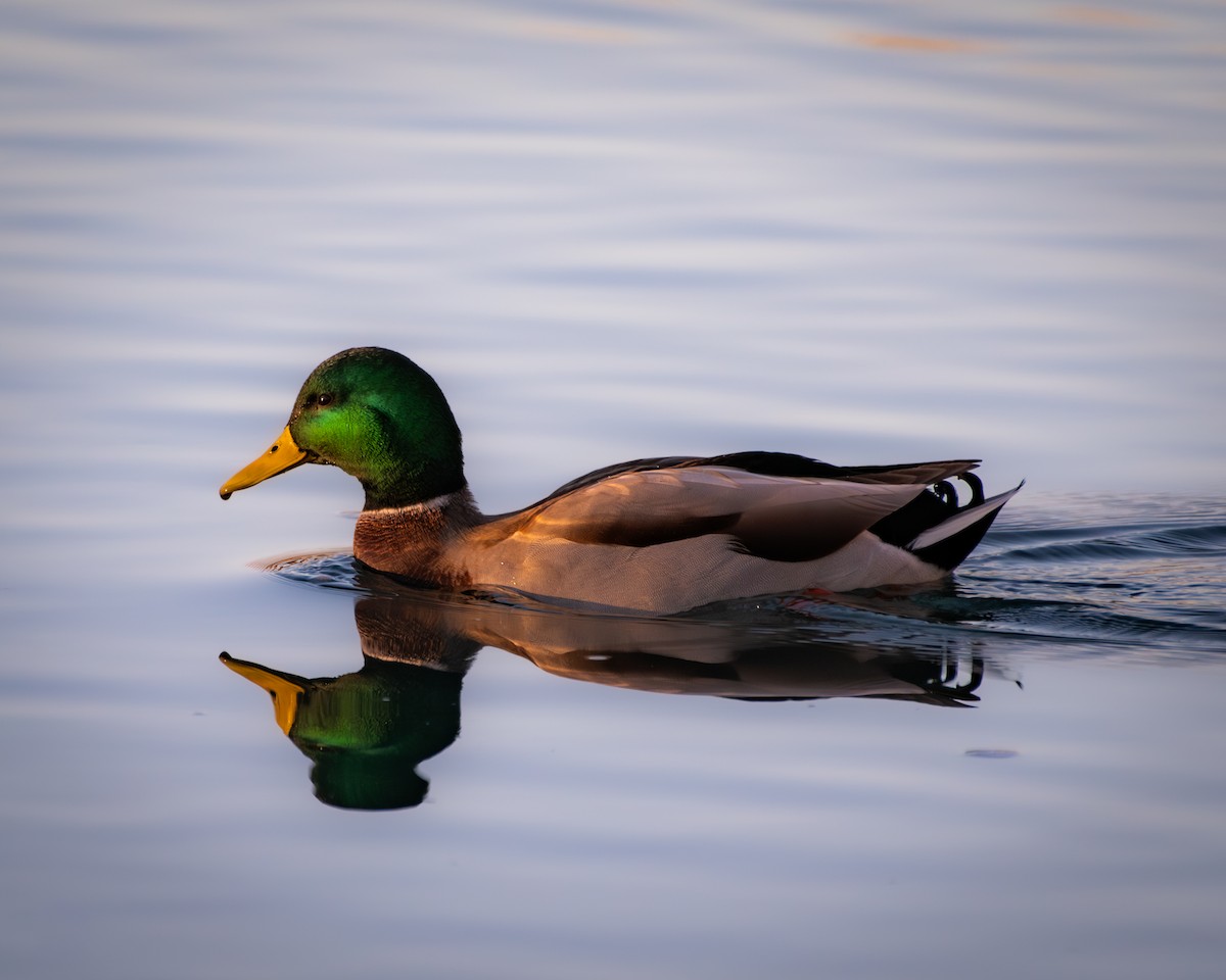 Mallard - ML643894477