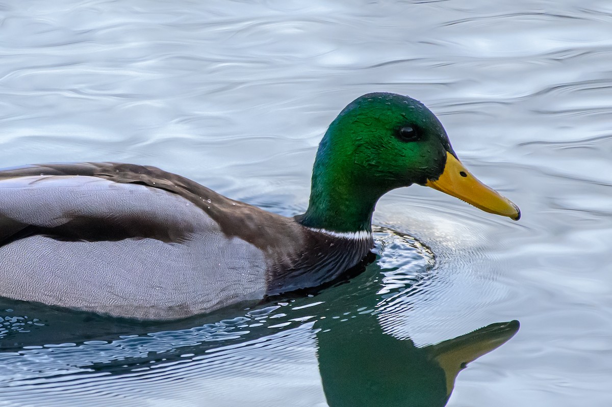 Mallard - ML643894478