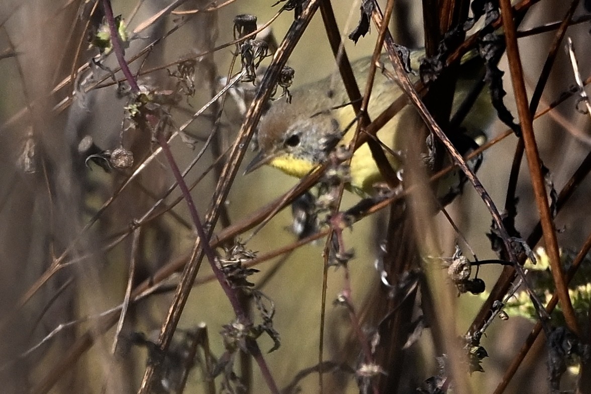 Common Yellowthroat - ML643894483